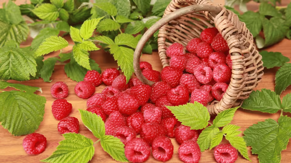 Rozsypane świeże maliny z wiklinowego koszyka na drewnianym stole, otoczone zielonymi liśćmi malinowymi.