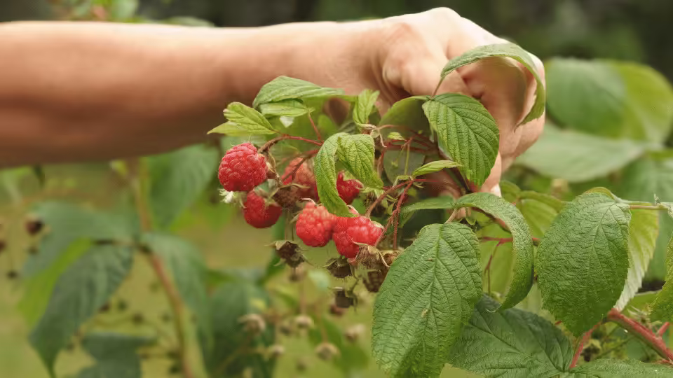 Ręka zbierająca świeże maliny prosto z krzaka, otoczona zielonymi liśćmi malinowymi w ogrodzie.