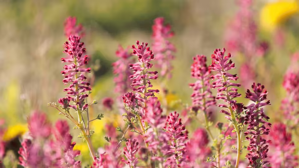 Kwitnące rośliny dymnicy lekarskiej z intensywnie różowymi kwiatami na tle naturalnego, słonecznego krajobrazu. Dymnica znana jest ze swoich właściwości leczniczych, szczególnie w zakresie wsparcia wątroby i detoksykacji organizmu.