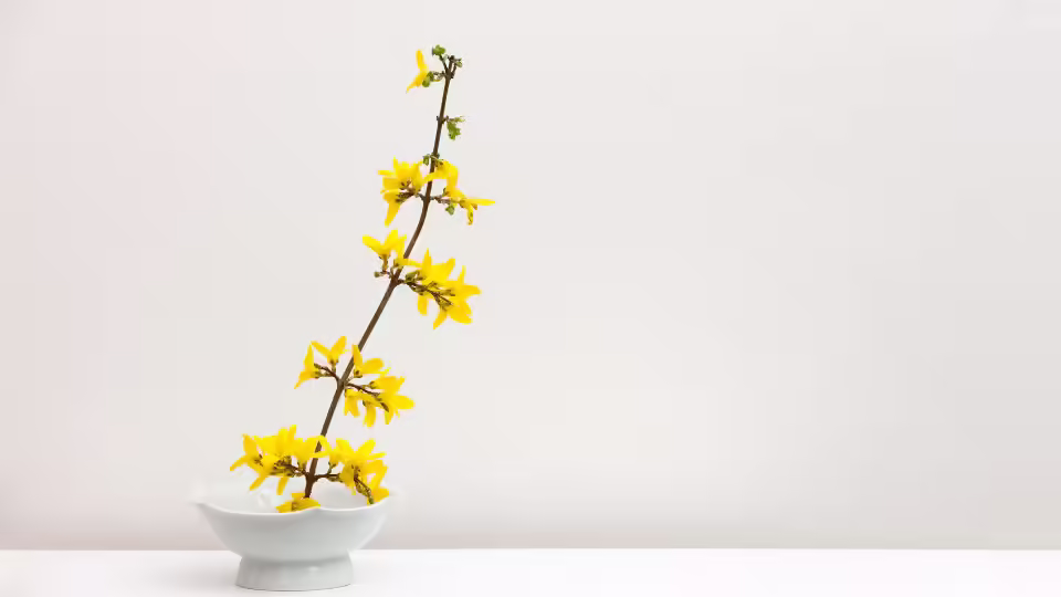 Gałązka forsycji z jasnożółtymi kwiatami umieszczona w białej miseczce na tle jasnej ściany.