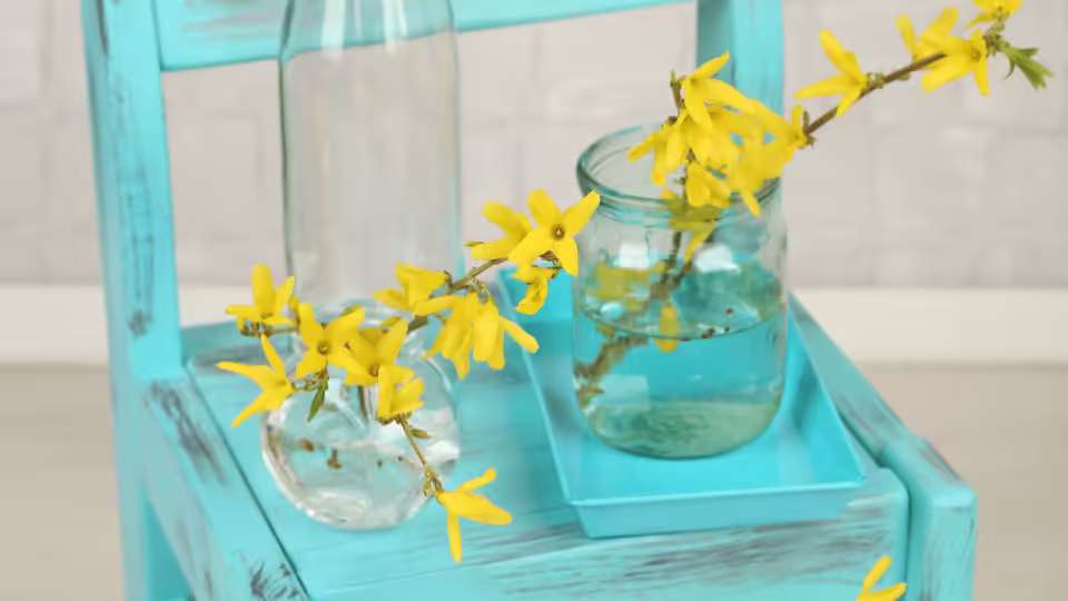 Gałązki forsycji z jasnożółtymi kwiatami umieszczone w szklanych naczyniach z wodą, stojące na jasnoniebieskim krześle.