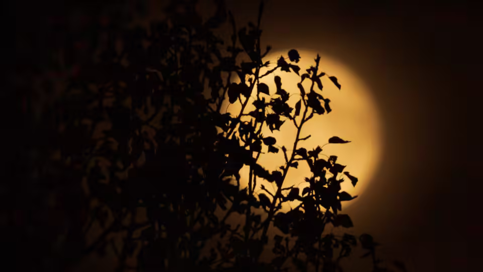 Zdjęcie pełni księżyca, delikatnie oświetlającej ciemne gałęzie drzew, tworząc tajemniczy, listopadowy klimat.