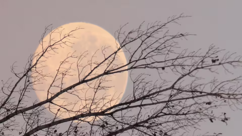 Pełnia księżyca widoczna za gałęziami drzew, wprowadzająca mistyczną atmosferę listopadowej nocy.