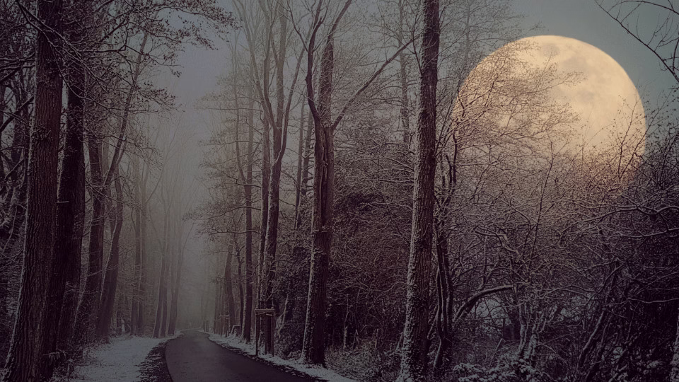 Zimowy krajobraz z ośnieżonymi drzewami i drogą prowadzącą w głąb lasu, a w tle pełnia Księżyca oświetlająca nocne niebo w grudniu 2024 roku.