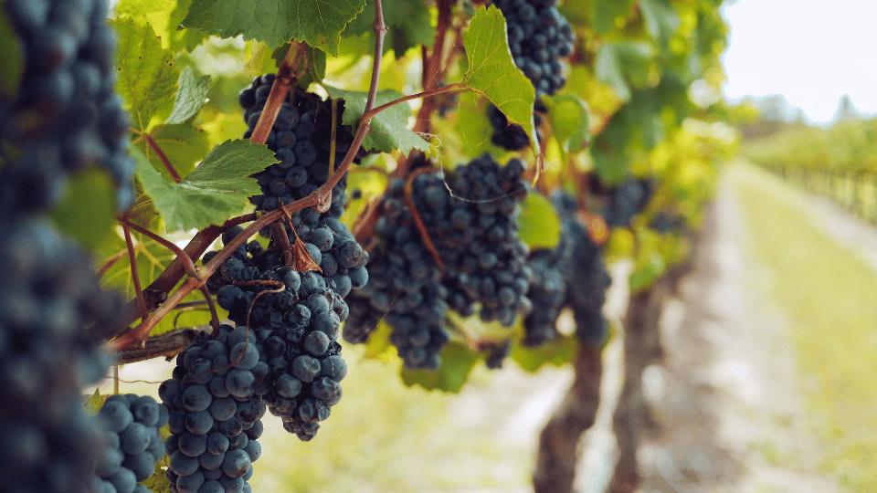 Dojrzałe, ciemne winogrona wiszące na winorośli, otoczone zielonymi liśćmi, symbolizujące tradycję sylwestrową jedzenia winogron.