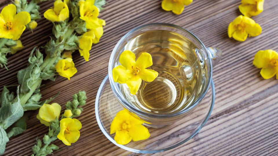 Napar z dziewanny w szklanej filiżance z kwiatem w środku – naturalne zioło na oczyszczenie płuc.