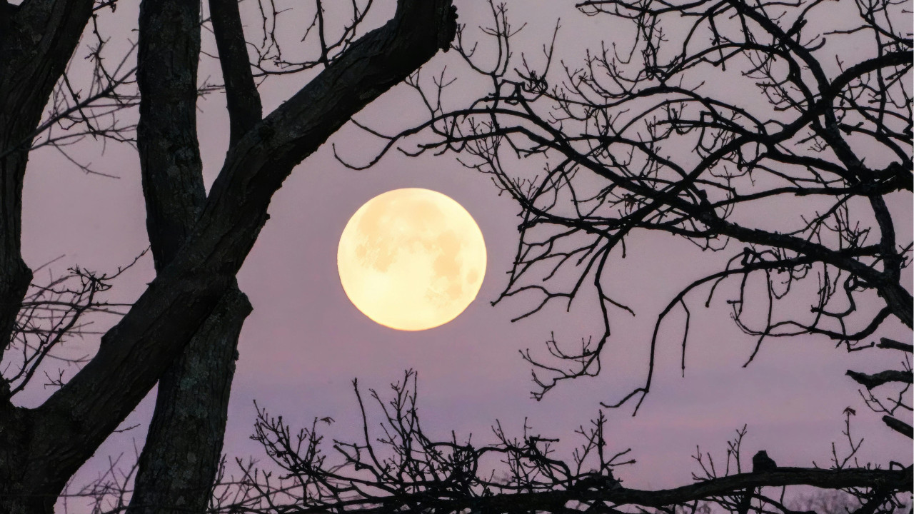 Jasna pełnia Księżyca na fioletowym niebie, widoczna między ciemnymi, bezlistnymi gałęziami drzew tworzącymi naturalną ramę wokół tarczy.