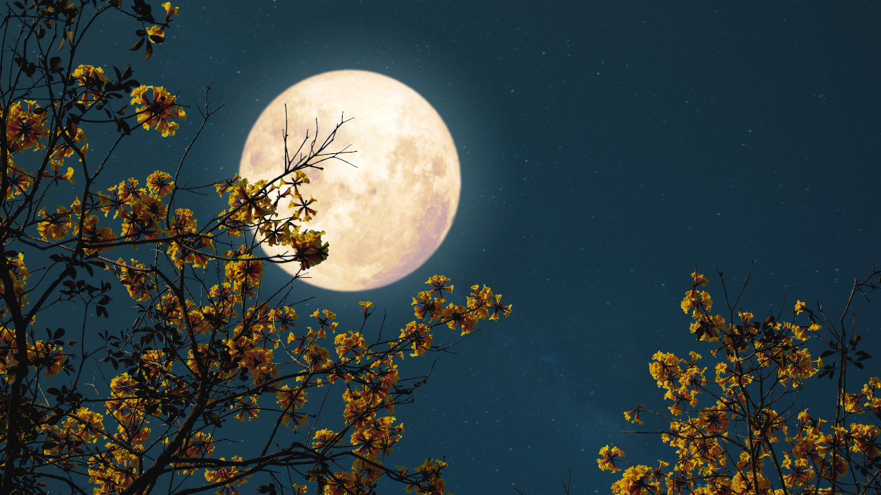 Pełnia Księżyca rozświetla nocne niebo ponad gałęziami obsypanymi złocistymi kwiatami. Jasny księżyc tworzy magiczną, spokojną atmosferę kojarzoną z czerwcowymi rytuałami, refleksją i energią natury.