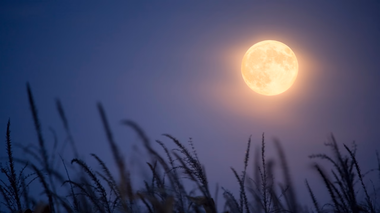 Pełnia Księżyca rozświetlająca nocne niebo nad polną łąką z wysokimi trawami w delikatnej mgle.