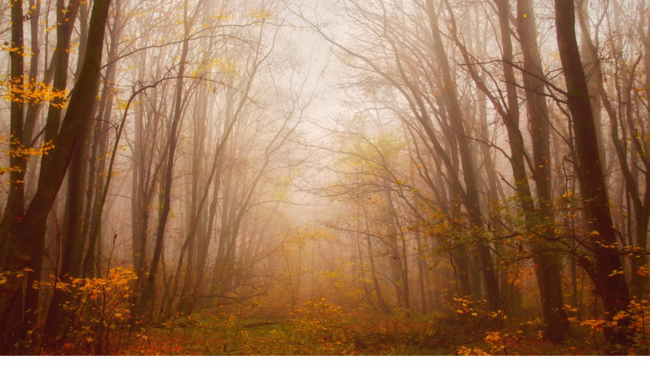 Jesienny las spowity gęstą mgłą, złote liście i tajemnicza atmosfera przywodząca na myśl słowiańskie Dziady oraz dawne wierzenia o duszach zmarłych.
